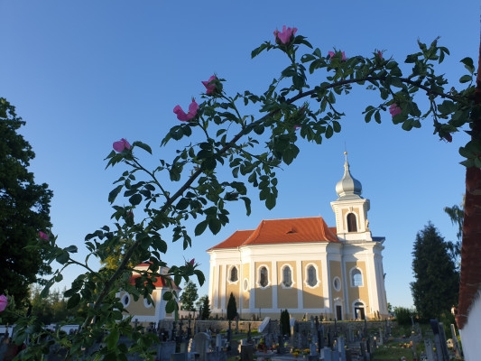 paštiky.jpg